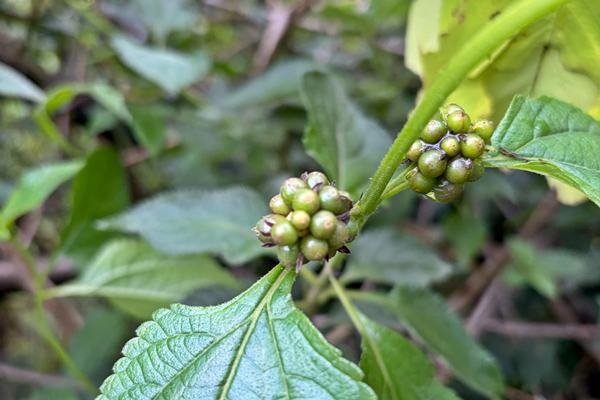Lantana Camara green berries closeup photo