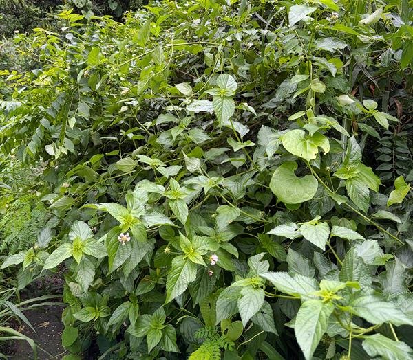 Lantana Camara Bush 