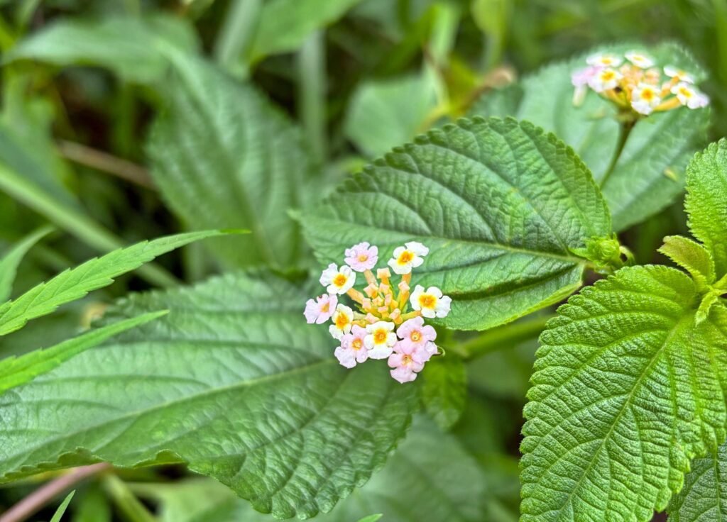 Lantana Camara Flower Closeup