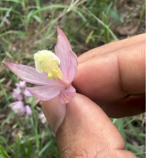 Pink kunai orchid flower closeup