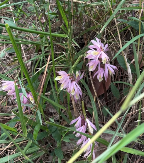 Pink kunai orchid growing in the grass