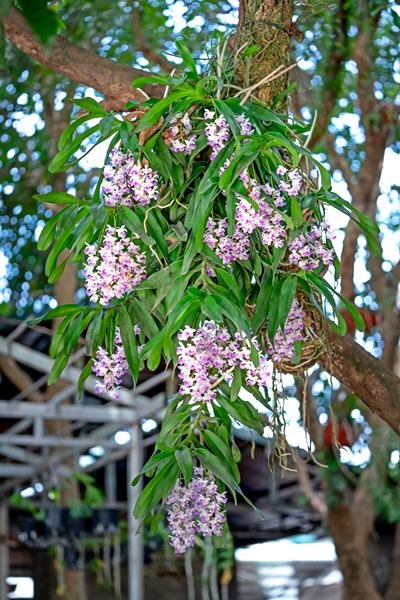 Orchid image 
