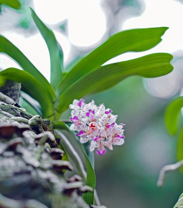 Orchid image